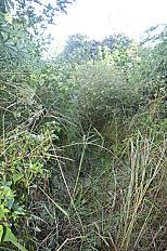 📍 Servicio de Desmalezado y Limpieza de Terreno en San Martín – Buenos Aires - imagen 5