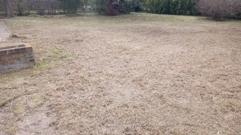Limpieza y Desmalezado de Terreno en Maschwitz - imagen 2