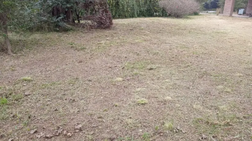 Limpieza y Desmalezado de Terreno en Maschwitz - imagen 7