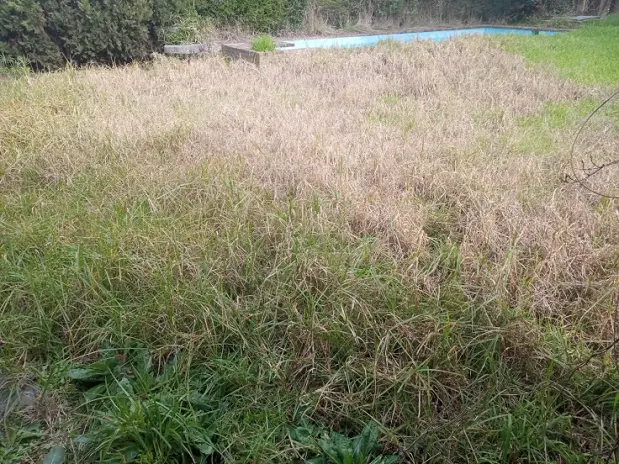 Limpieza y Desmalezado de Terreno en Maschwitz - imagen 11