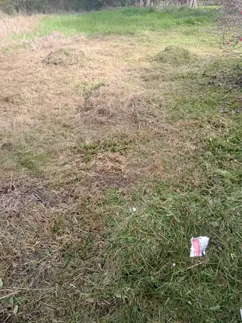 Limpieza y Desmalezado de Terreno en Maschwitz - imagen 13