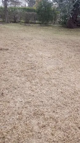 Limpieza y Desmalezado de Terreno en Maschwitz