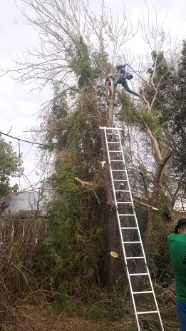 Poda de Altura y Limpieza de Ramas de 3 Árboles en Caseros - imagen 2