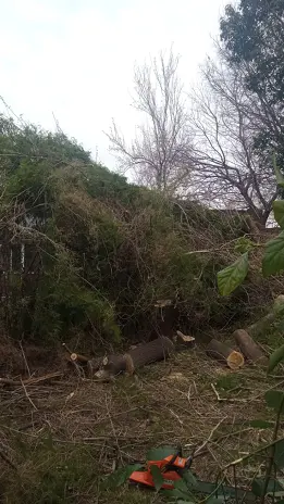Poda de Altura y Limpieza de Ramas de 3 Árboles en Caseros - imagen 3