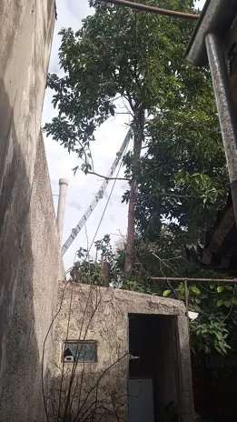 Poda de Altura y Limpieza de Ramas de 3 Árboles en Caseros - imagen 7