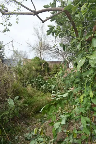 Poda de Altura y Limpieza de Ramas de 3 Árboles en Caseros - imagen 9