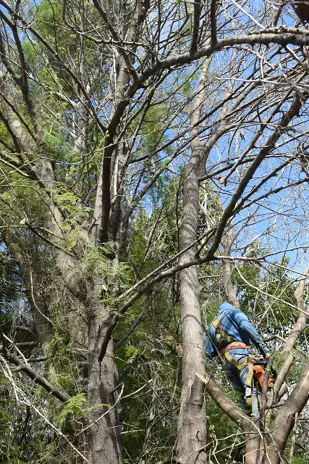 Poda de Altura y Limpieza de Ramas de 3 Árboles en Caseros - imagen 10
