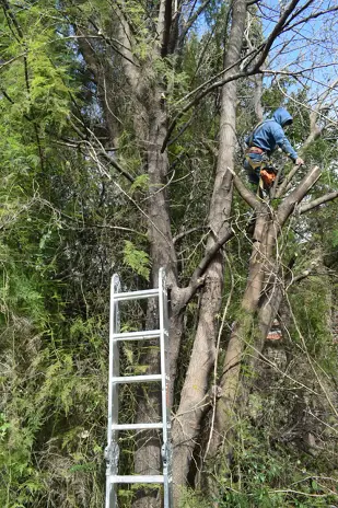 Poda de Altura y Limpieza de Ramas de 3 Árboles en Caseros - imagen 11