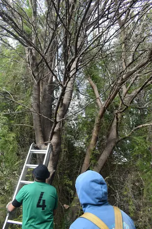 Poda de Altura y Limpieza de Ramas de 3 Árboles en Caseros - imagen 12