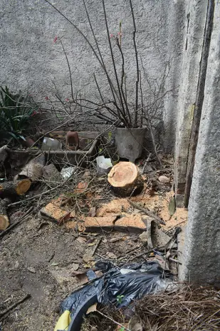 Poda de Altura y Limpieza de Ramas de 3 Árboles en Caseros - imagen 13