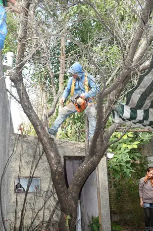 Poda de Altura y Limpieza de Ramas de 3 Árboles en Caseros - imagen 14