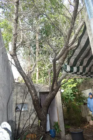 Poda de Altura y Limpieza de Ramas de 3 Árboles en Caseros - imagen 15