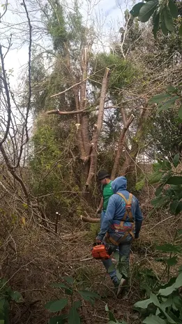 Poda de Altura y Limpieza de Ramas de 3 Árboles en Caseros