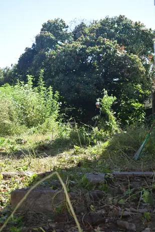 📍 Servicio de Desmalezado y Limpieza de Terreno en San Martín – Buenos Aires - imagen 11