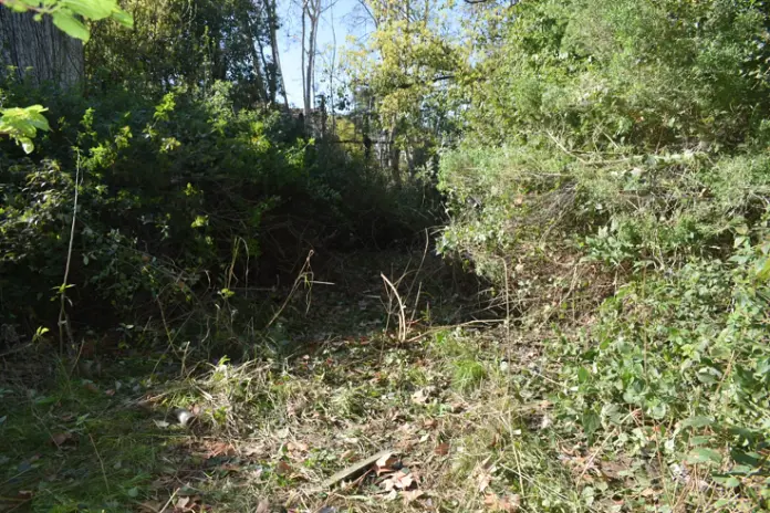Desmalezado de Terreno de 600 m² en Belgrano, CABA - imagen 13