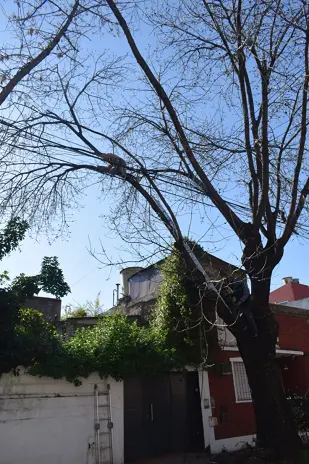 Poda de Altura y Retiro de Ramas Peligrosas en Villa Urquiza, CABA - imagen 1