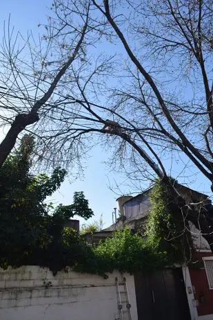 Poda de Altura y Retiro de Ramas Peligrosas en Villa Urquiza, CABA - imagen 2