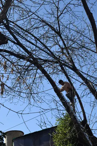 Poda de Altura y Retiro de Ramas Peligrosas en Villa Urquiza, CABA - imagen 3