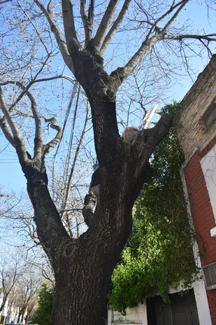 Poda de Altura y Retiro de Ramas Peligrosas en Villa Urquiza, CABA - imagen 7