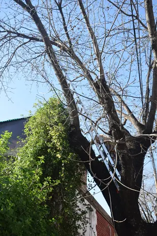 Poda de Altura y Retiro de Ramas Peligrosas en Villa Urquiza, CABA - imagen 8