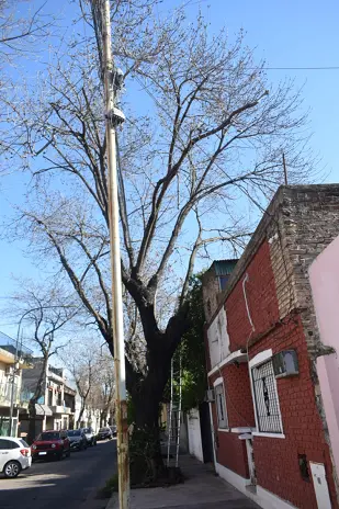 Poda de Altura y Retiro de Ramas Peligrosas en Villa Urquiza, CABA - imagen 9