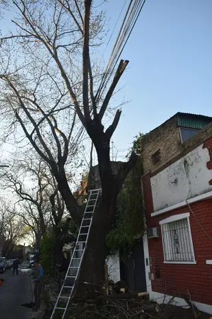 Poda de Altura y Retiro de Ramas Peligrosas en Villa Urquiza, CABA - imagen 10