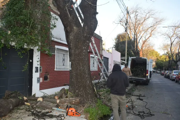 Poda de Altura y Retiro de Ramas Peligrosas en Villa Urquiza, CABA - imagen 11