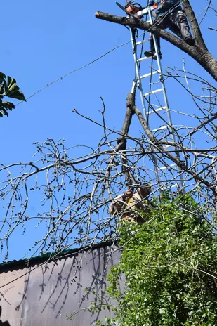 Poda de Altura y Retiro de Ramas Peligrosas en Villa Urquiza, CABA - imagen 12