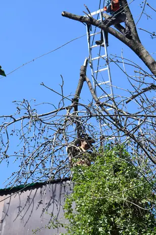Poda de Altura y Retiro de Ramas Peligrosas en Villa Urquiza, CABA - imagen 13