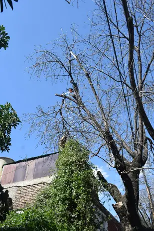 Poda de Altura y Retiro de Ramas Peligrosas en Villa Urquiza, CABA - imagen 14