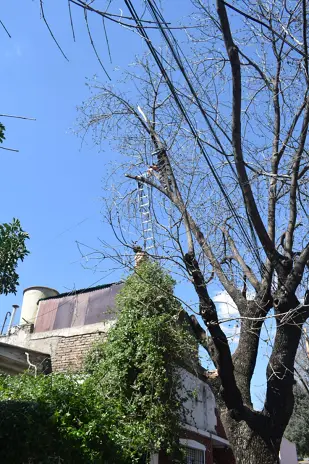 Poda de Altura y Retiro de Ramas Peligrosas en Villa Urquiza, CABA - imagen 15