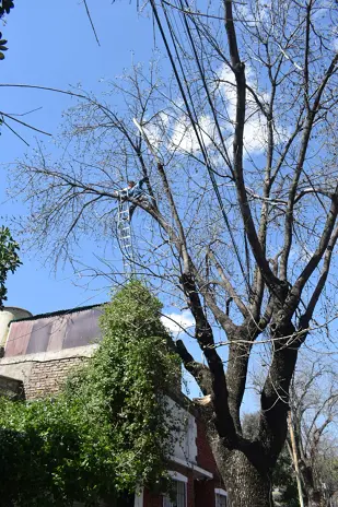 Poda de Altura y Retiro de Ramas Peligrosas en Villa Urquiza, CABA - imagen 16