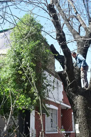 Poda de Altura y Retiro de Ramas Peligrosas en Villa Urquiza, CABA - imagen 17