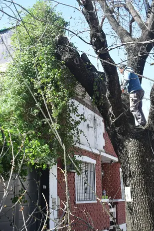 Poda de Altura y Retiro de Ramas Peligrosas en Villa Urquiza, CABA - imagen 18
