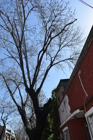 Poda de Altura y Retiro de Ramas Peligrosas en Villa Urquiza, CABA - imagen 19