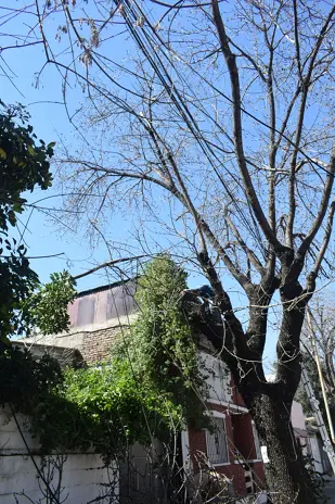 Poda de Altura y Retiro de Ramas Peligrosas en Villa Urquiza, CABA - imagen 20