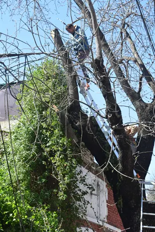 Poda de Altura y Retiro de Ramas Peligrosas en Villa Urquiza, CABA - imagen 21