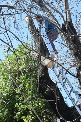 Poda de Altura y Retiro de Ramas Peligrosas en Villa Urquiza, CABA - imagen 22