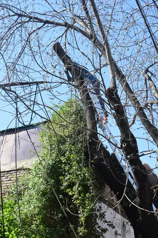 Poda de Altura y Retiro de Ramas Peligrosas en Villa Urquiza, CABA - imagen 23