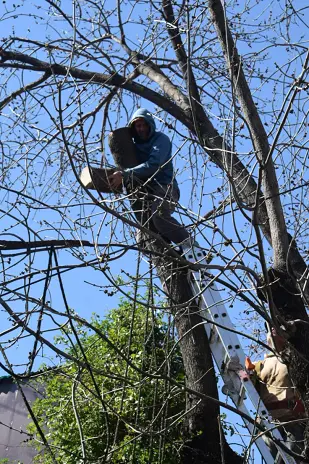 Poda de Altura y Retiro de Ramas Peligrosas en Villa Urquiza, CABA - imagen 24