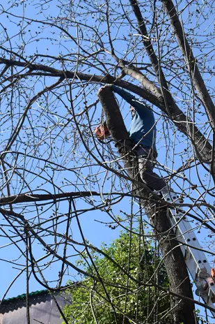 Poda de Altura y Retiro de Ramas Peligrosas en Villa Urquiza, CABA - imagen 25