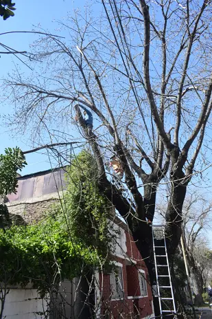 Poda de Altura y Retiro de Ramas Peligrosas en Villa Urquiza, CABA - imagen 26
