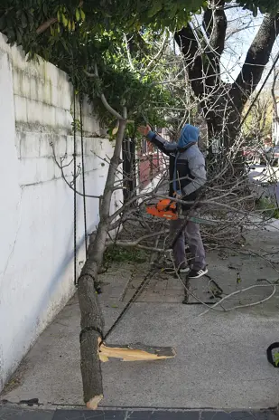 Poda de Altura y Retiro de Ramas Peligrosas en Villa Urquiza, CABA - imagen 27