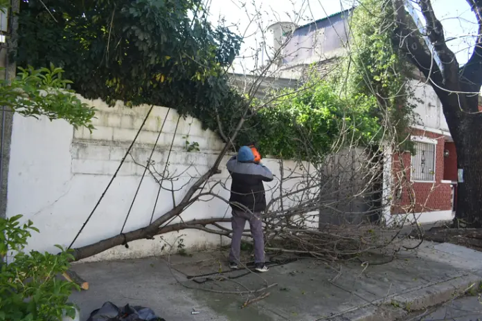 Poda de Altura y Retiro de Ramas Peligrosas en Villa Urquiza, CABA - imagen 28