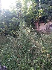 📍 Servicio de Desmalezado de Terreno en Saavedra – CABA, Buenos Aires