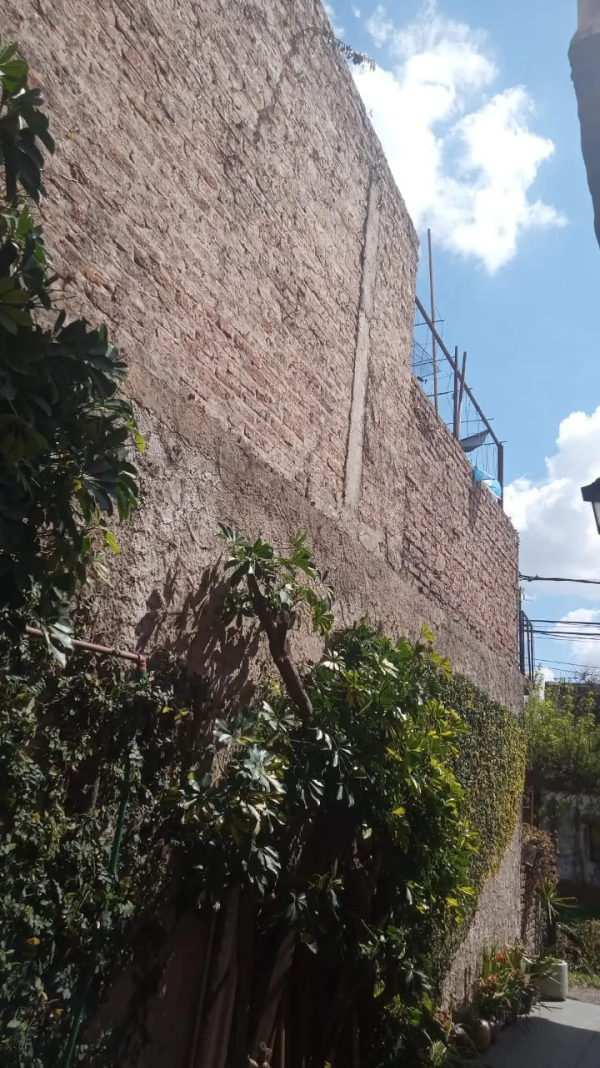 Poda de Enredaderas y Limpieza en Boulogne: Espacio Verde Recuperado