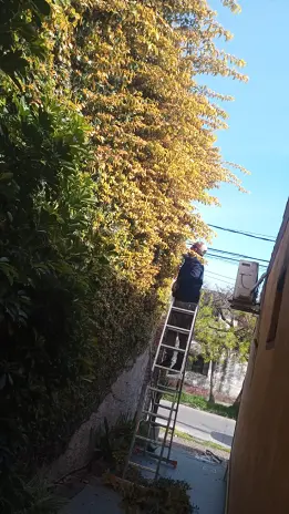Poda de Enredaderas y Limpieza en Boulogne: Espacio Verde Recuperado - imagen 1