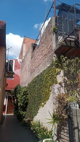 Poda de Enredaderas y Limpieza en Boulogne: Espacio Verde Recuperado - imagen 3