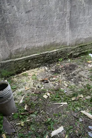 Poda y Corte de Moreras con Retiro de Ramas en Ballester, San Martín - imagen 2