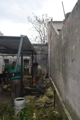 Poda y Corte de Moreras con Retiro de Ramas en Ballester, San Martín - imagen 3